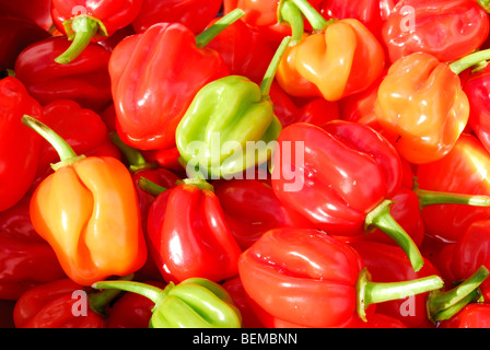 Piments Habanero colorés (Capsicum chinense). Banque D'Images