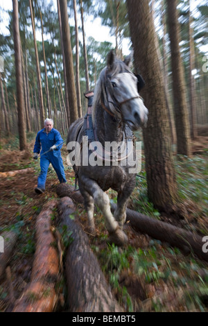 Tronc d'arbre forestier faisant glisser / Se connecter à partir de la forêt avec des chevaux de trait belge Brabant / cheval lourd (Equus caballus), Belgique Banque D'Images