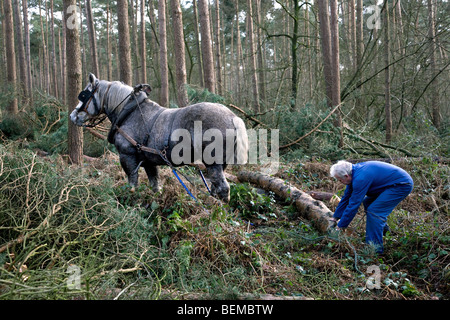 Tronc d'arbre forestier faisant glisser / Se connecter à partir de la forêt avec des chevaux de trait belge Brabant / cheval lourd (Equus caballus), Belgique Banque D'Images