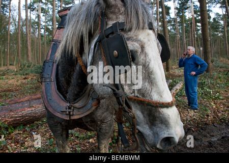 Tronc d'arbre forestier faisant glisser / Se connecter à partir de la forêt avec des chevaux de trait belge Brabant / cheval lourd (Equus caballus), Belgique Banque D'Images