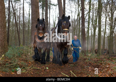 Tronc d'arbre forestier faisant glisser / Se connecter à partir de la forêt avec des chevaux de trait belge Brabant / cheval lourd (Equus caballus), Belgique Banque D'Images