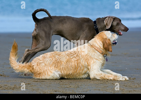 Golden retriever (Canis lupus) joue avec d'autres chien sur plage, Belgique Banque D'Images