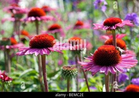 Echinacea purpurea Échinacée pourpre foncé tige Banque D'Images