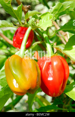 Piment Habanero (Capsicum chinense) croissant en UK Banque D'Images