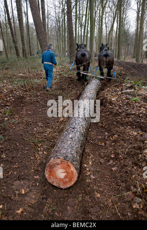 Tronc d'arbre forestier faisant glisser / Se connecter à partir de la forêt avec des chevaux de trait belge Brabant / cheval lourd (Equus caballus), Belgique Banque D'Images