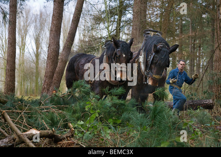 Tronc d'arbre forestier faisant glisser / Se connecter à partir de la forêt avec des chevaux de trait belge Brabant / cheval lourd (Equus caballus), Belgique Banque D'Images