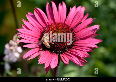 Echinacea purpurea Purple FATAL ATTRACTION Bleuet Banque D'Images