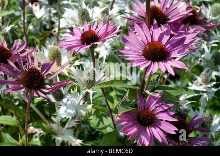 Echinacea purpurea et RUBINGLOW Eryngium giganteum SILVER GHOST Banque D'Images