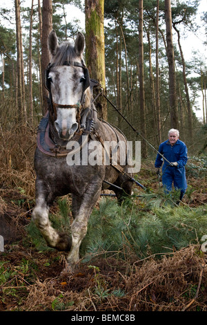 Tronc d'arbre forestier faisant glisser / Se connecter à partir de la forêt avec des chevaux de trait belge Brabant / cheval lourd (Equus caballus), Belgique Banque D'Images