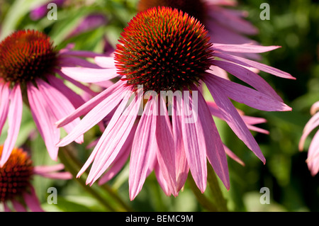 Echinacea purpurea RUBINSTERN Ruby Star Purple Coneflower Banque D'Images