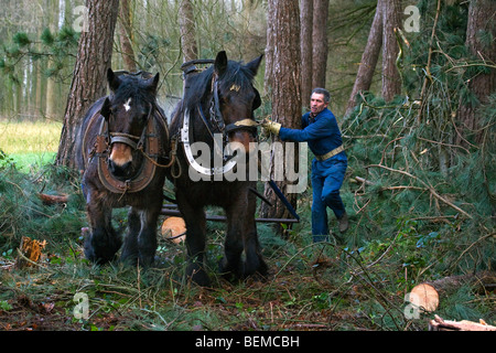 Tronc d'arbre forestier faisant glisser / Se connecter à partir de la forêt avec des chevaux de trait belge Brabant / cheval lourd (Equus caballus), Belgique Banque D'Images