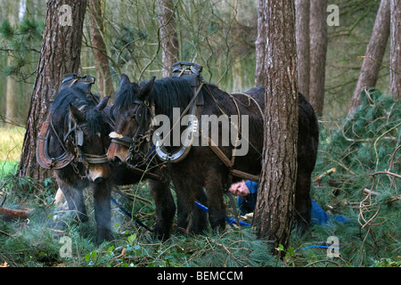 Tronc d'arbre forestier faisant glisser / Se connecter à partir de la forêt avec des chevaux de trait belge Brabant / cheval lourd (Equus caballus), Belgique Banque D'Images