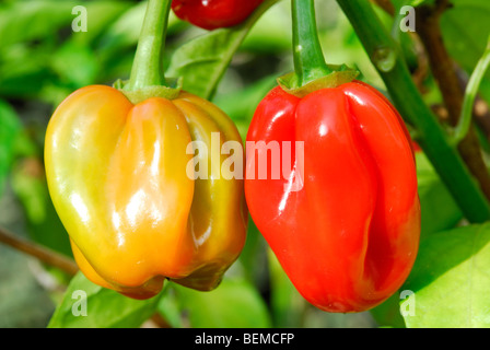 Piment Habanero (Capsicum chinense) croissant à l'extérieur du Royaume-Uni. Banque D'Images