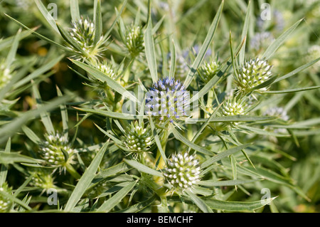 Eryngium x zabelii ULTRA FORNCETT Banque D'Images