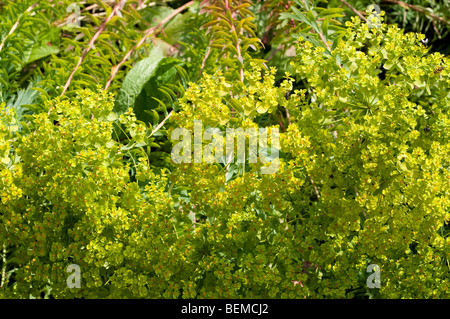 La floraison Euphorbia x pasteurii euphorbe, Bush Banque D'Images