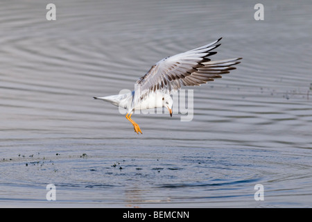 Mouette noire présentant des comportements alimentaires Banque D'Images