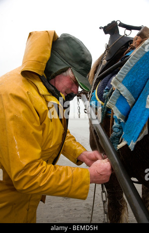 Shrimper et projet de cheval (Equus caballus) avec la pêche des crevettes filet le long de la côte de la mer du Nord, Oostduinkerke, Belgique Banque D'Images