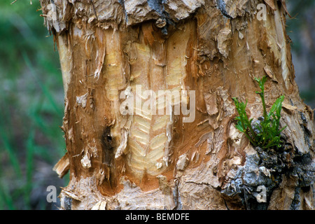 Des marques de dents rongeant sur arbre à partir de castor (Castor canadensis), Grand Tetons National Park, en Amérique du Nord, Etats-Unis Banque D'Images