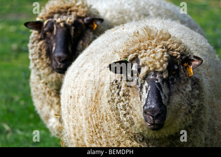 La race de moutons belge entre Sambre et Meuse (Ovis aries), Belgique Banque D'Images