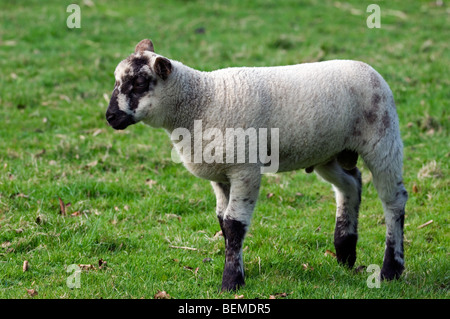 Agneau de la race belge de moutons entre Sambre et Meuse (Ovis aries), Belgique Banque D'Images