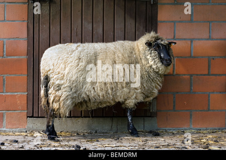 La race de moutons belge entre Sambre et Meuse (Ovis aries), Belgique Banque D'Images