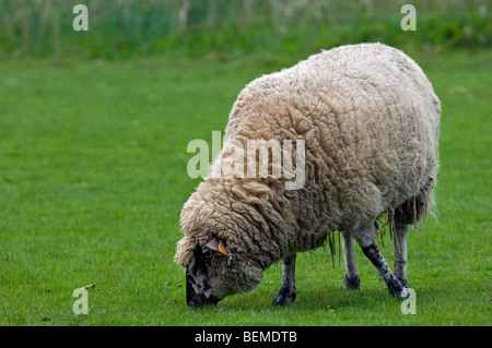 La race de moutons belge entre Sambre et Meuse (Ovis aries) paissant dans un pré, Belgique Banque D'Images