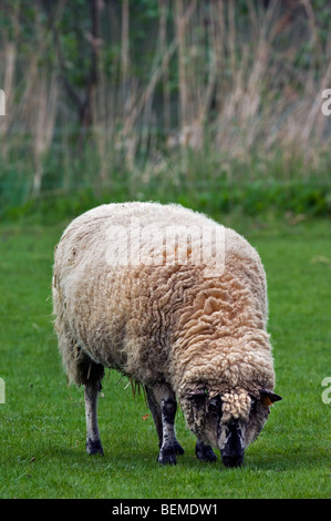 La race de moutons belge entre Sambre et Meuse (Ovis aries) paissant dans un pré, Belgique Banque D'Images