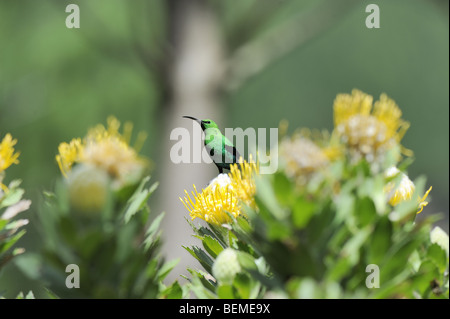 Homme Souimanga Malachite en jaune Protea Pincushion Banque D'Images