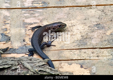 Le lézard vivipare (Zootoca / common lizard Lacerta vivipara vivipara / soleil juvénile) on tree trunk Banque D'Images