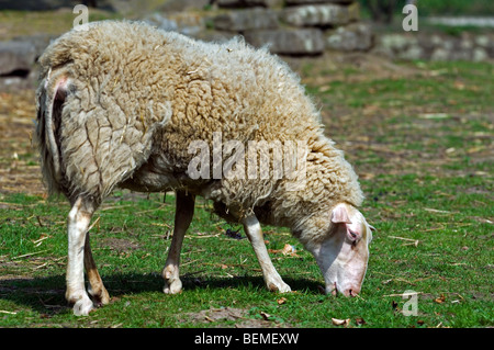 La race belge de lait de brebis (Ovis aries) le pâturage dans le domaine, Belgique Banque D'Images