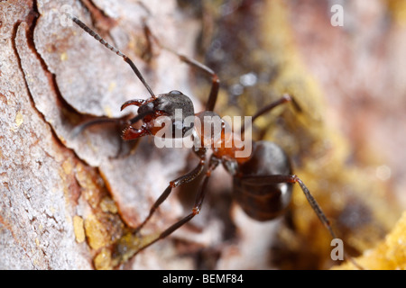 Une fourmi de la Formica rufa Formica polyctena-groupe sur les aiguilles de pin, menaçant le spectateur. Banque D'Images