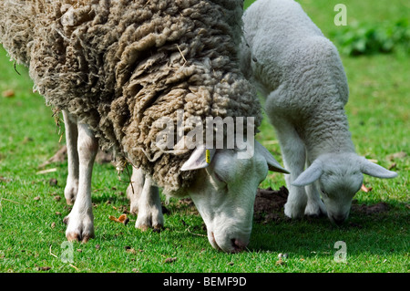 La race belge de moutons moutons flamand (Ovis aries) le pâturage avec de l'agneau, Belgique Banque D'Images