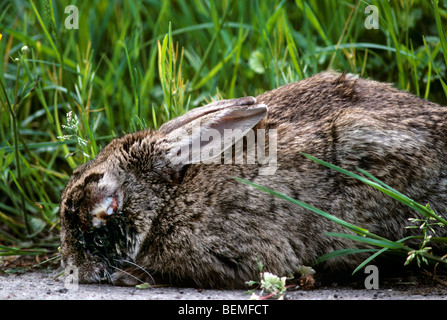 Un lapin (Oryctolagus cuniculus) infectées par la maladie de myxomatose montrant l'enflure autour des yeux Banque D'Images