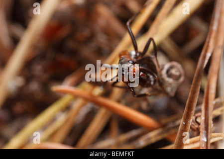 Une fourmi de la Formica rufa Formica polyctena-groupe sur les aiguilles de pin, menaçant le spectateur. Banque D'Images