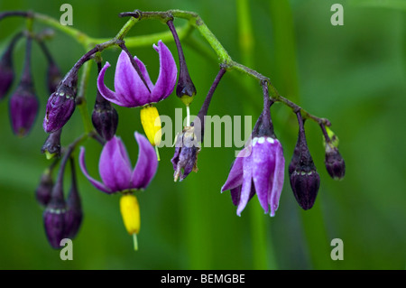 Bittersweet (Solanum dulcamara), La Brenne, France Banque D'Images