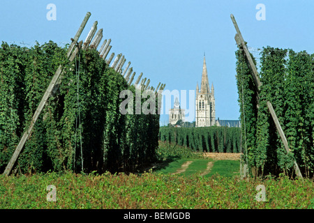 Cultiver le houblon (Humulus lupulus) dans le houblon de Poperinge, triage, Flandre occidentale, Belgique Banque D'Images