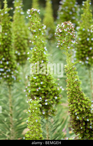 Jardin de vivaces de la californie avec un fond vert Banque D'Images