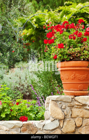 Jardin de vivaces de la californie avec un fond vert Banque D'Images