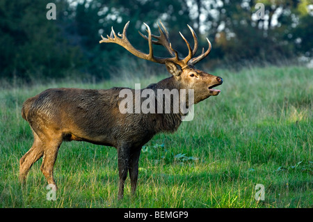 Red Deer cerf (Cervus elaphus) avec de grands bois appelant / beuglant pendant la saison du rut en automne à la lisière de la forêt Banque D'Images