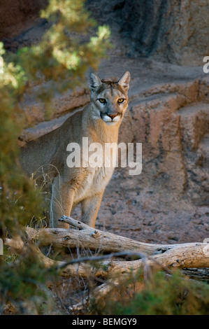 Mountain lion / Le couguar (Felis concolor) on ledge dans rock face dans le désert de Sonora, en Arizona, USA Banque D'Images