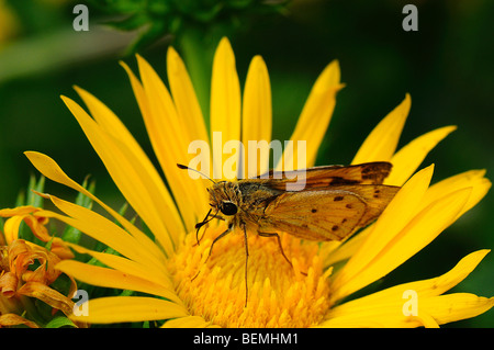 Fiery Skipper qui se nourrit d'une Saw-Leaf fleurs Daisy Banque D'Images