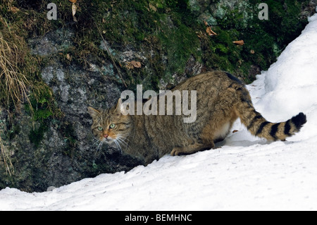 Chat Sauvage Européen / Wildcat (Felis silvestris) la chasse dans la neige en hiver Banque D'Images