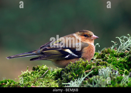 Chaffinch (Fringilla coelebs) assis sur le sol en forêt, Belgique Banque D'Images