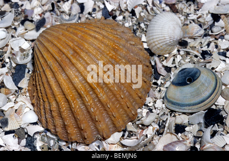 Le figuier de coque (Acanthocardia echinata) sur plage, Belgique Banque D'Images