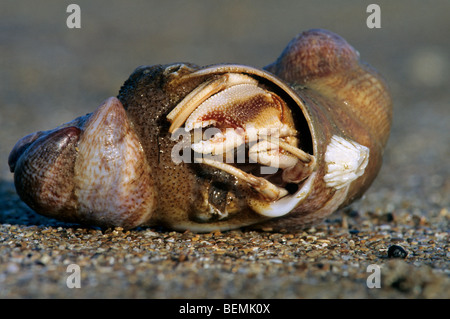 L'ermite (Pagurus bernhardus) avec les patelles (Crepidula fornicata slipper) fixé sur plage, France Banque D'Images