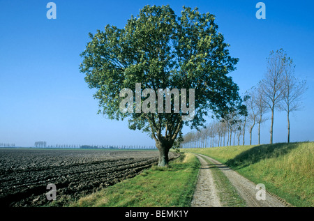 Étêtés de frênes (Fraxinus excelsior) dans paysage de polders, Belgique Banque D'Images