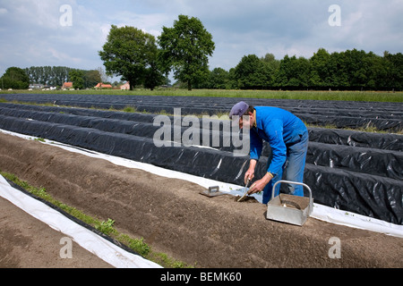 Blanc récolte horticulteur asperge (Asparagus officinalis) tire sur terrain Banque D'Images