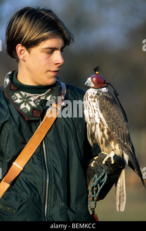 Le faucon pèlerin (Falco peregrinus) Capot cuir perché sur une main gantée de Falconer Banque D'Images