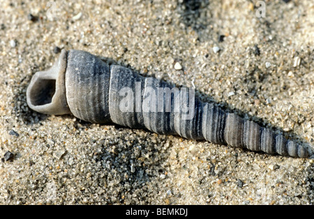 Shell de la vis sans fin / tourelle commun-shell/tour de shell (Turritella communis) sur plage, Belgique Banque D'Images