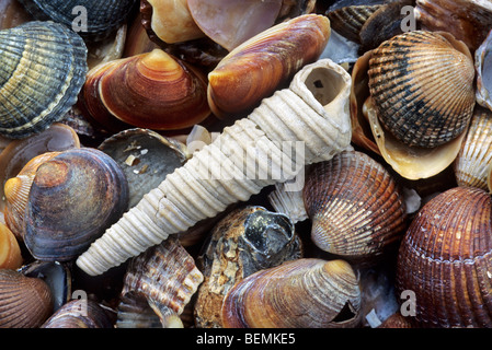 Shell de la vis sans fin / tourelle commun-shell/tour de shell (Turritella communis) sur plage, Belgique Banque D'Images